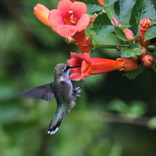 Best Plants and Flowers that Attract Hummingbirds