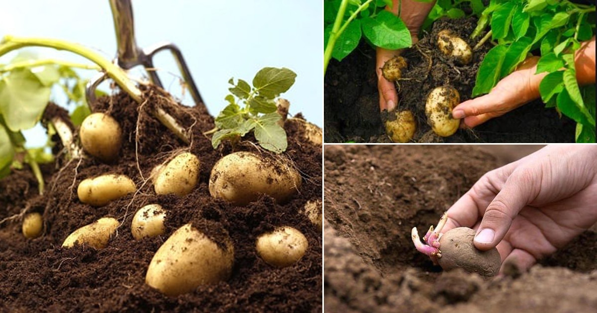 Growing Potatoes Indoors Best Potatoes To Grow In Pot