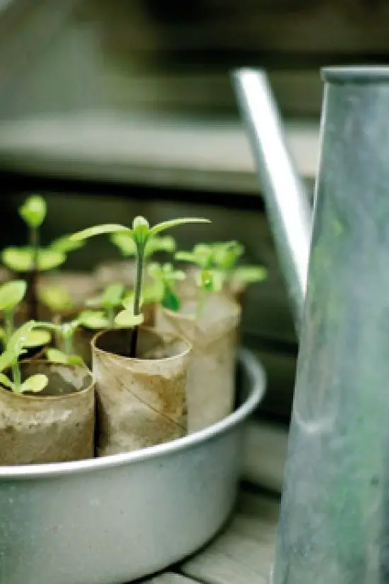 Using Diapers for Gardening