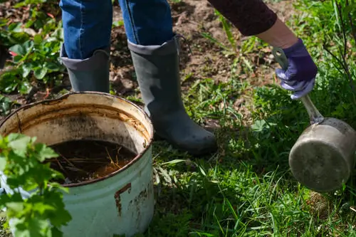 Using Grass Clipping Tea Fertilizer