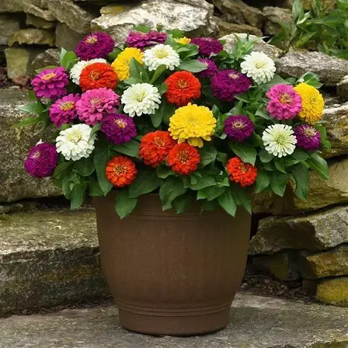 Best cut flower zinnas