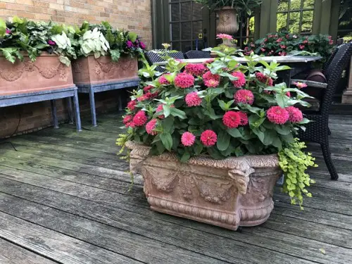 Flowers that Attract Hummingbirds