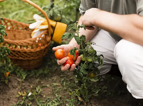 How Much Bone Meal Per Tomato Plant
