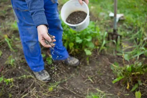 How Often You Should Apply Bone Meal