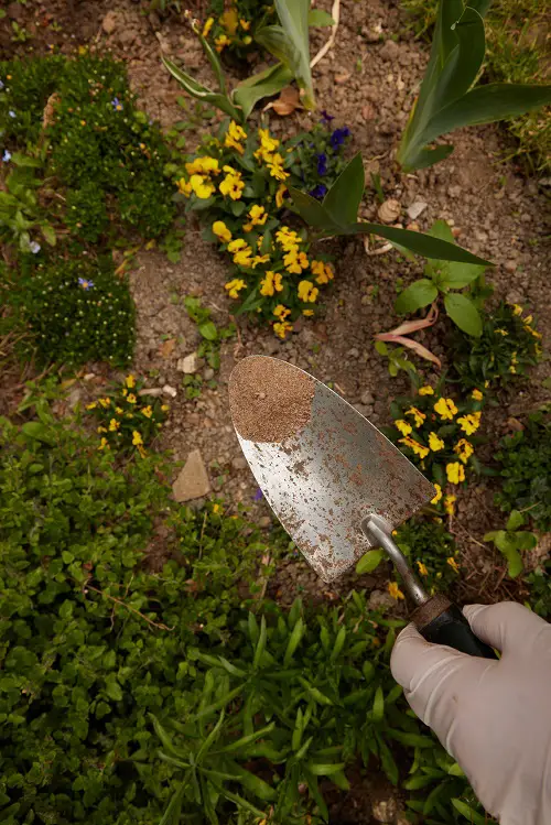 Bone meal Squirrels Out of Potted Plants