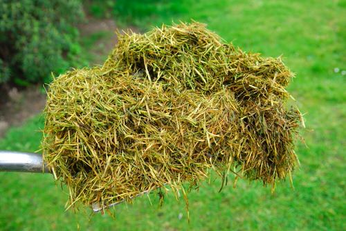 How to Make Liquid Grass Clipping Tea Fertilizer