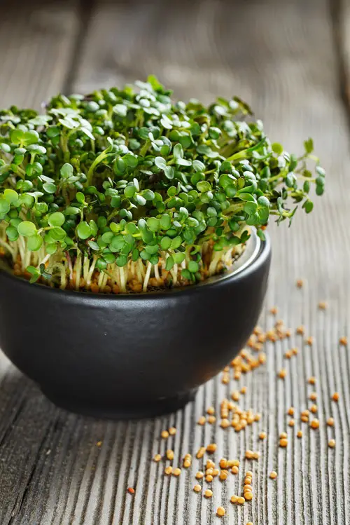 Vegetables seed that Germinate in Less than 5 Days