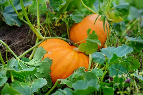 pumpkin Seeds from Fridge/Pantry