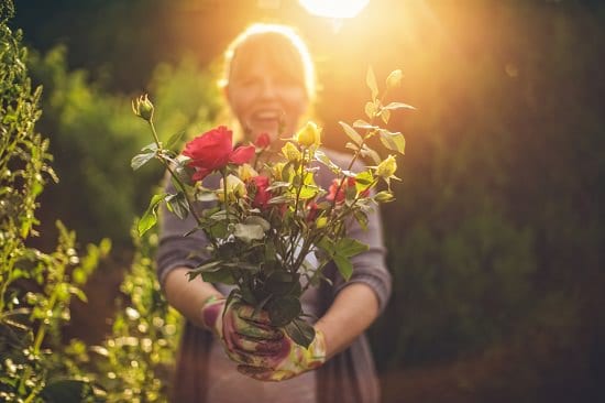 Epsom Salts For Roses Tips