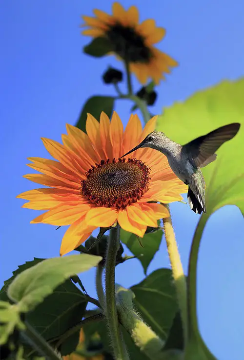 Top Flowers to Bring Hummingbirds