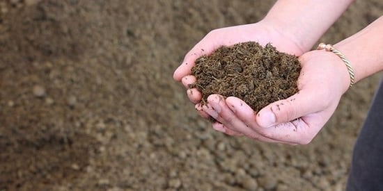 How to Grow Sugarcane 2