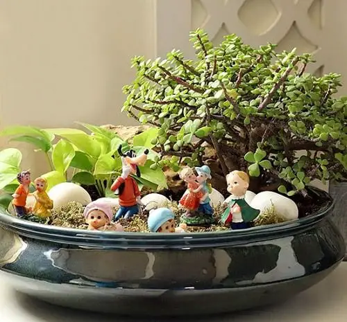 Dish Garden Plants