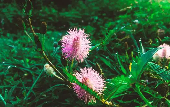 Magical Plants