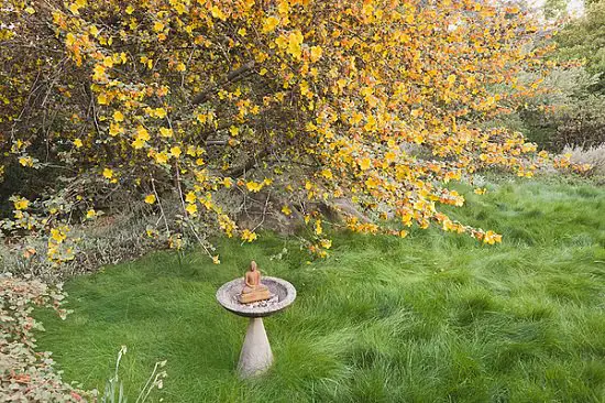 Shrubs for Shade that are best for your garden