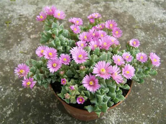 Cold Hardy Succulents for Winters in pot
