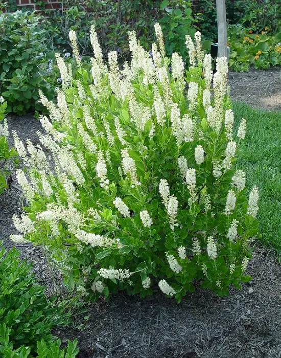 best Shrubs for Shade 20
