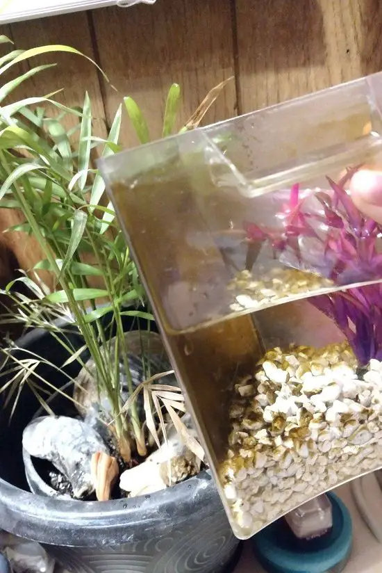 which fertilizer makes plants grow faster