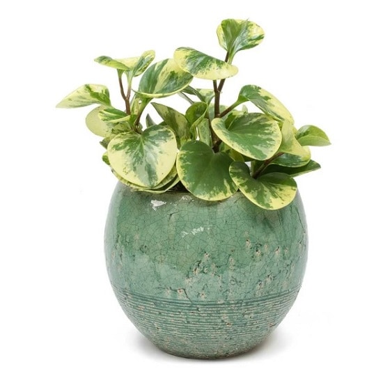Baby Rubber Plant for a Windowless bathrooms