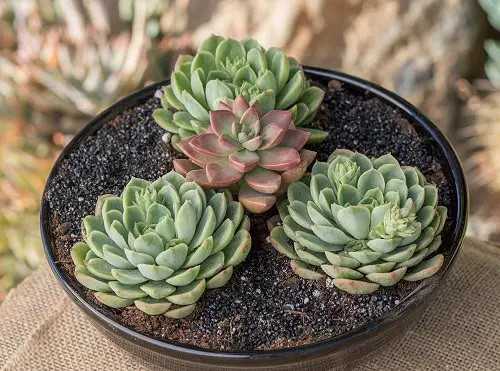 Dish Garden Plants 6