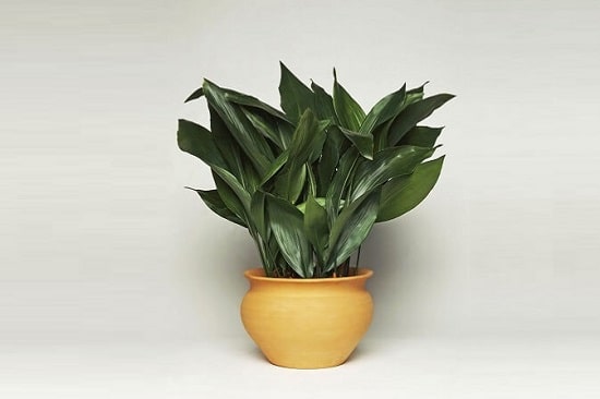 Cast Iron Plant for a Windowless bathrooms