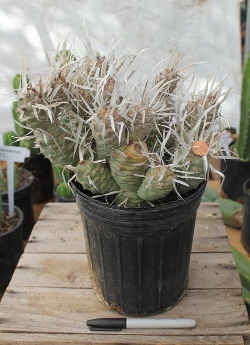 Rare Succulents that are Really Unique 5
