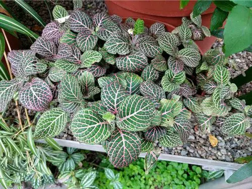 Dish Garden Plants 7