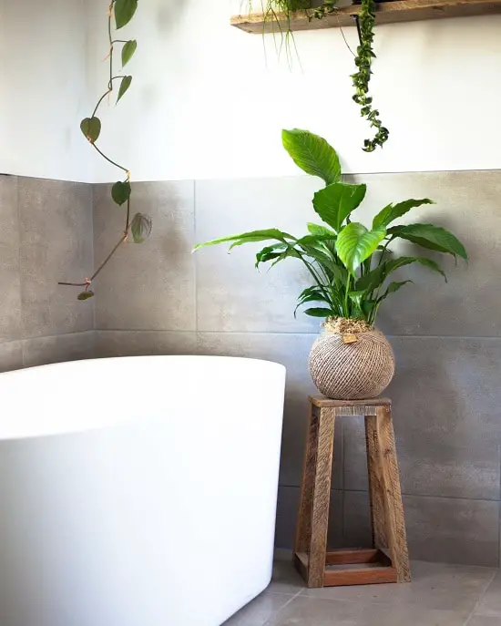 Peace Lilly for a Windowless bathrooms
