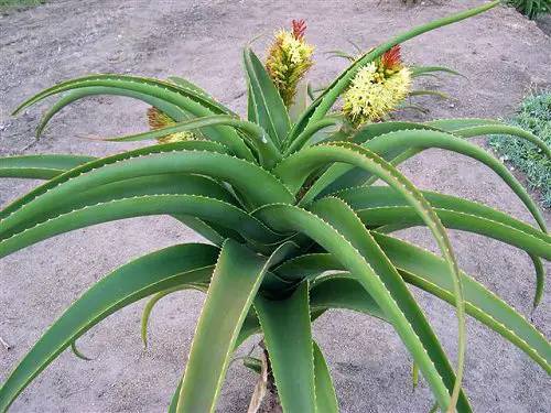 Rare Succulents that are Really Unique 8