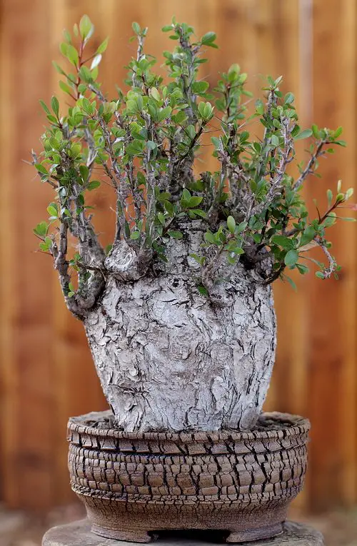 Rare Succulents that are Really Unique 10