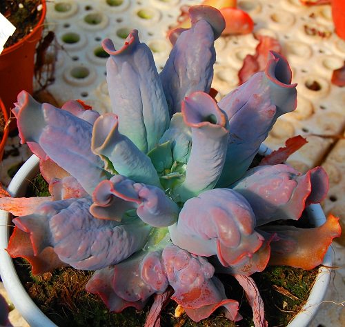 Rare Succulents that are Really Unique 11