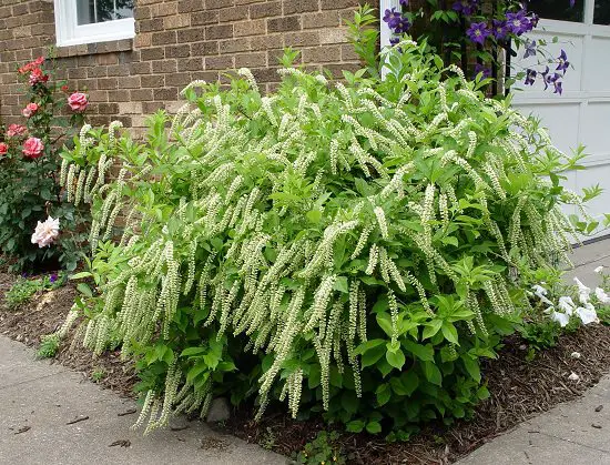 best Shrubs for Shade 22
