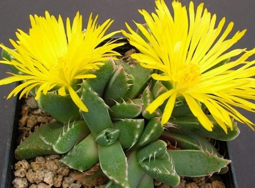 Rare Succulents that are Really Unique 12
