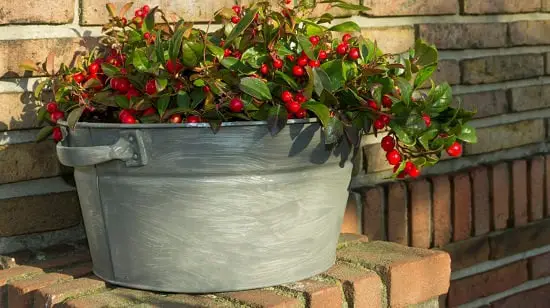 best Shrubs for Shade 24