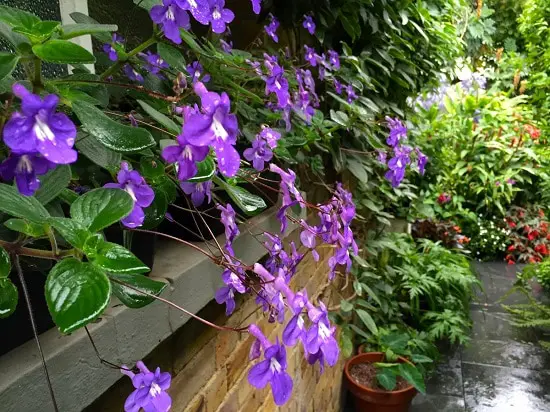 Climbing Plants for Pots 32