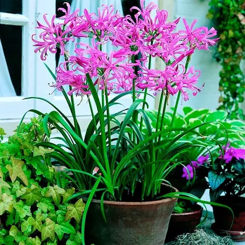 Kinds of Pink Garden Flowers 