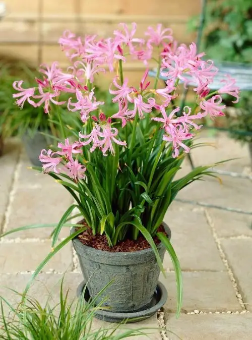 best Summer Blooming Perennial Flowers