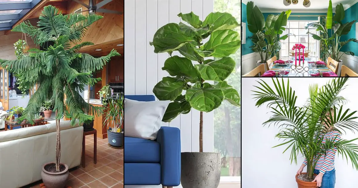 pics Most Popular Large House Plants 26 best large indoor plants tall