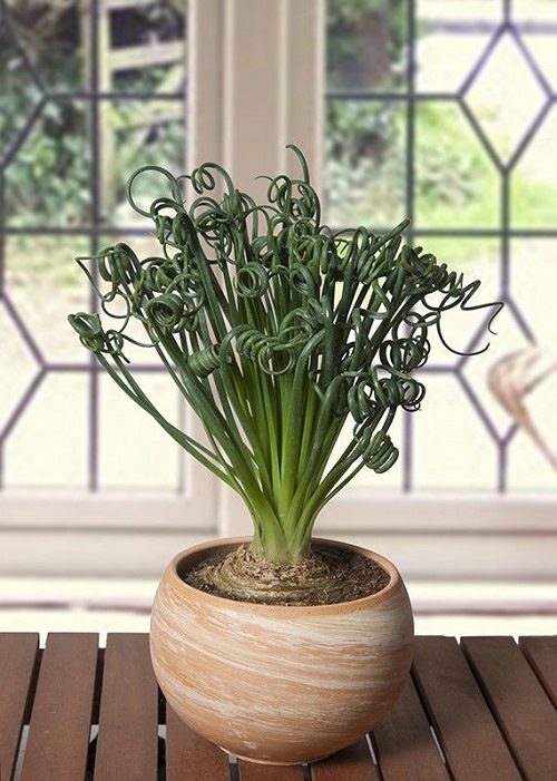 Rare Succulents that are Really Unique 13