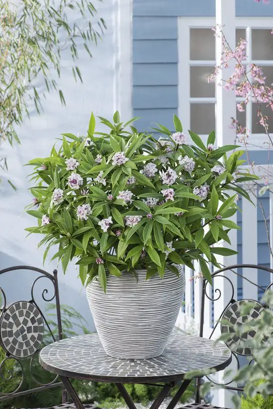 Best Shade Loving Shrubs for Low Light 27