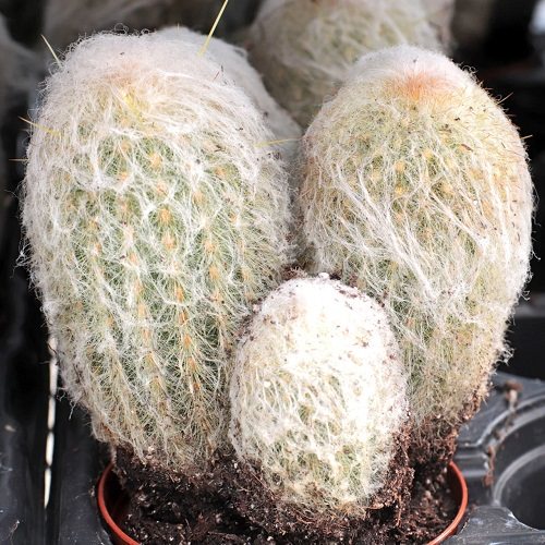 Rare Succulents that are Really Unique 14