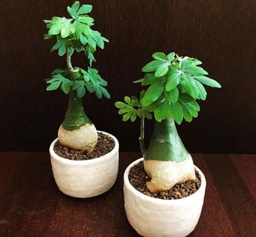 Rare Succulents that are Really Unique 14