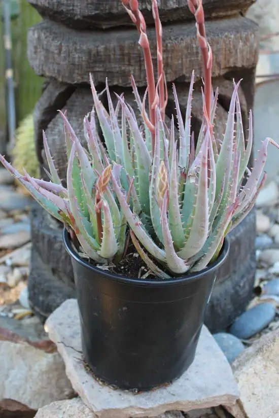 best Cold Hardy Succulents for Winters 2