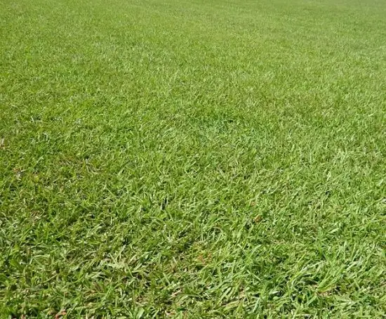 Basic Lawn Care Questions you need to ask yourself