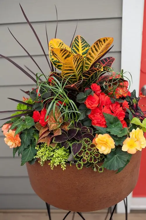 Dish Garden Plants 2