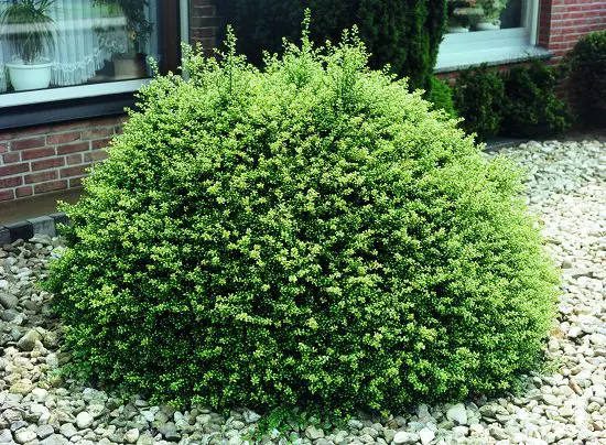 Best Shade Loving Shrubs for Low Light 35