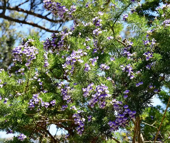 Best Shade Loving Shrubs for Low Light 37