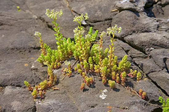 top Cold Hardy Succulents for Winters