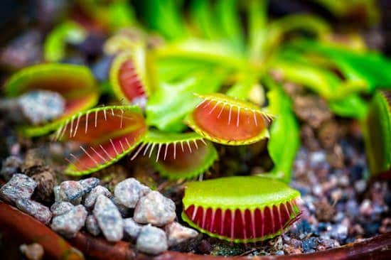 List of magical plants