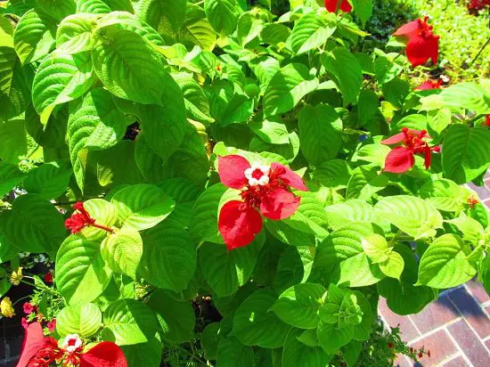 Best Shade Loving Shrubs for Low Light 43