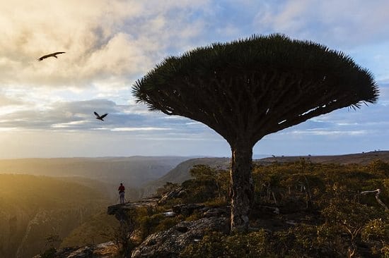Dragon's Blood Tree